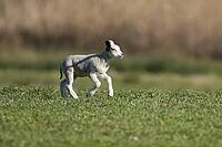 Domestic sheep (Ovis aries) juvenile baby lamb farm animal running in a grass field in spring, England, United Kingdom [IBR124693076]