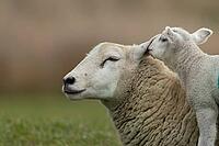 Domestic sheep (Ovis aries) adult mother ewe and juvenile baby lamb farm animals in a grass field in spring, England, United Kingdom [IBR124693077]