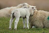 Domestic sheep (Ovis aries) adult mother ewe and juvenile baby lamb farm animals in a grass field in spring, England, United Kingdom [IBR124693078]