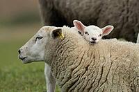 Domestic sheep (Ovis aries) adult mother ewe and juvenile baby lamb farm animals in a grass field in spring, England, United Kingdom [IBR124693080]