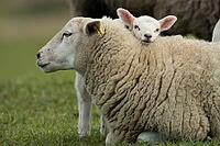 Domestic sheep (Ovis aries) adult mother ewe and juvenile baby lamb farm animals in a grass field in spring, England, United Kingdom [IBR124693081]