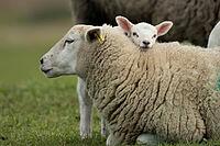 Domestic sheep (Ovis aries) adult mother ewe and juvenile baby lamb farm animals in a grass field in spring, England, United Kingdom [IBR124693082]