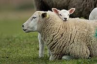 Domestic sheep (Ovis aries) adult mother ewe and juvenile baby lamb farm animals in a grass field in spring, England, United Kingdom [IBR124693083]