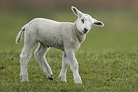 Domestic sheep (Ovis aries) juvenile baby lamb farm animal in a grass field in spring, England, United Kingdom [IBR124693084]