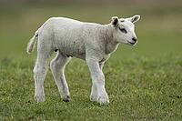 Domestic sheep (Ovis aries) juvenile baby lamb farm animal in a grass field in spring, England, United Kingdom [IBR124693085]