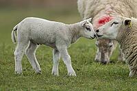 Domestic sheep (Ovis aries) adult mother ewe and juvenile baby lamb farm animals in a grass field in spring, England, United Kingdom [IBR124693086]