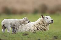 Domestic sheep (Ovis aries) adult mother ewe and juvenile baby lamb farm animals in a grass field in spring, England, United Kingdom [IBR124693087]