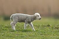 Domestic sheep (Ovis aries) juvenile baby lamb farm animal in a grass field in spring, England, United Kingdom [IBR124693089]