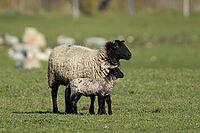 Domestic sheep (Ovis aries) adult mother ewe and juvenile baby lamb farm animals in a grass field in spring, England, United Kingdom [IBR124693090]
