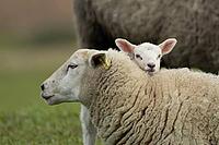 Domestic sheep (Ovis aries) adult mother ewe and juvenile baby lamb farm animals in a grass field in spring, England, United Kingdom [IBR124693091]