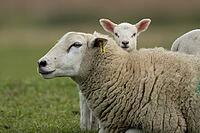 Domestic sheep (Ovis aries) adult mother ewe and juvenile baby lamb farm animals in a grass field in spring, England, United Kingdom [IBR124693092]