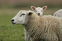 Domestic sheep (Ovis aries) adult mother ewe and juvenile baby lamb farm animals in a grass field in spring, England, United Kingdom [IBR124693093]
