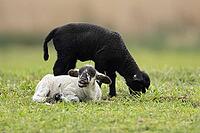 Domestic sheep (Ovis aries) two juvenile baby lamb farm animals in a grass field in spring, England, United Kingdom [IBR124693094]