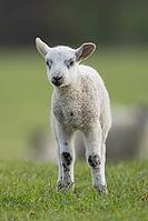 Domestic sheep (Ovis aries) juvenile baby lamb farm animal in a grass field in spring, England, United Kingdom [IBR124693095]