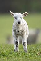 Domestic sheep (Ovis aries) juvenile baby lamb farm animal in a grass field in spring, England, United Kingdom [IBR124693096]