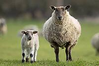 Domestic sheep (Ovis aries) adult mother ewe and juvenile baby lamb farm animals in a grass field in spring, England, United Kingdom [IBR124693097]