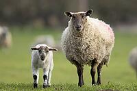 Domestic sheep (Ovis aries) adult mother ewe and juvenile baby lamb farm animals in a grass field in spring, England, United Kingdom [IBR124693098]
