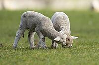 Domestic sheep (Ovis aries) two juvenile baby lamb farm animals in a grass field in spring, England, United Kingdom [IBR124693099]