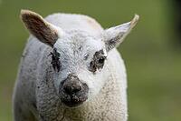 Domestic sheep (Ovis aries) juvenile baby lamb farm animal head portrait in spring, England, United Kingdom [IBR124693100]