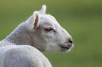 Domestic sheep (Ovis aries) juvenile baby lamb farm animal head portrait in spring, England, United Kingdom [IBR124693101]