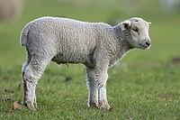 Domestic sheep (Ovis aries) juvenile baby lamb farm animal in a grass field in spring, England, United Kingdom [IBR124693102]
