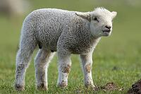 Domestic sheep (Ovis aries) juvenile baby lamb farm animal in a grass field in spring, England, United Kingdom [IBR124693104]