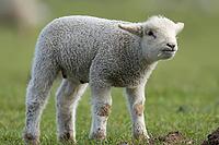 Domestic sheep (Ovis aries) juvenile baby lamb farm animal in a grass field in spring, England, United Kingdom [IBR124693105]