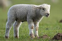 Domestic sheep (Ovis aries) juvenile baby lamb farm animal in a grass field in spring, England, United Kingdom [IBR124693106]