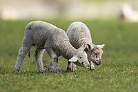 Domestic sheep (Ovis aries) two juvenile baby lamb farm animals in a grass field in spring, England, United Kingdom [IBR124693107]