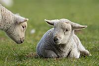 Domestic sheep (Ovis aries) two juvenile baby lamb farm animals in a grass field in spring, England, United Kingdom [IBR124693108]