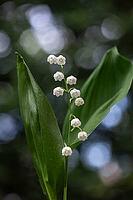 Lily of the valley (Convallaria majalis), Emsland, Lower Saxony, Germany [IBR124693109]