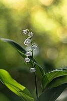 Lily of the valley (Convallaria majalis), Emsland, Lower Saxony, Germany [IBR124693110]