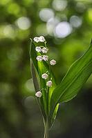 Lily of the valley (Convallaria majalis), Emsland, Lower Saxony, Germany [IBR124693111]
