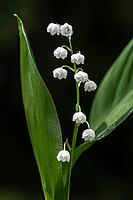 Lily of the valley (Convallaria majalis), Emsland, Lower Saxony, Germany [IBR124693112]