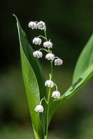 Lily of the valley (Convallaria majalis), Emsland, Lower Saxony, Germany [IBR124693113]