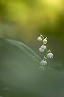 Lily of the valley (Convallaria majalis), Emsland, Lower Saxony, Germany [IBR124693114]