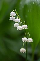 Lily of the valley (Convallaria majalis), Emsland, Lower Saxony, Germany [IBR124693115]