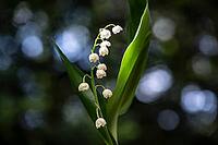 Lily of the valley (Convallaria majalis), Emsland, Lower Saxony, Germany [IBR124693116]