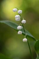 Lily of the valley (Convallaria majalis), Emsland, Lower Saxony, Germany [IBR124693117]