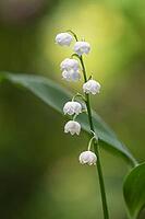 Lily of the valley (Convallaria majalis), Emsland, Lower Saxony, Germany [IBR124693118]