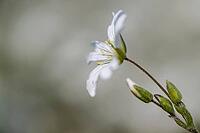 Field horsetail (Cerastium arvense), Emsland, Lower Saxony, Germany [IBR124693119]