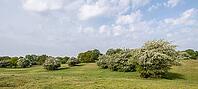 Hawthorn (Crataegus monogyna) in Hutelandschaft, Emsland, Lower Saxony, Germany [IBR124693120]