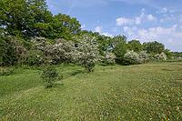 Hawthorn (Crataegus monogyna) in Hutelandschaft, Emsland, Lower Saxony, Germany [IBR124693122]