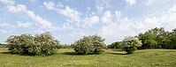 Hawthorn (Crataegus monogyna) in Hutelandschaft, Emsland, Lower Saxony, Germany [IBR124693124]