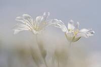 Field horsetail (Cerastium arvense), Emsland, Lower Saxony, Germany [IBR124693125]