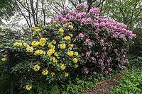 Rhododendron blossom (Rhododendron Hotei and Scintillation), Emsland, Lower Saxony, Germany [IBR124693126]