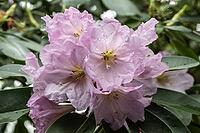 Rhododendron blossom (Rhododendron fortunei), Emsland, Lower Saxony, Germany [IBR124693127]