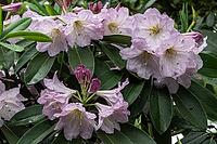 Rhododendron blossom (Rhododendron fortunei), Emsland, Lower Saxony, Germany [IBR124693128]