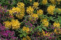 Azalea blossom (Rhododendron), Emsland, Lower Saxony, Germany [IBR124693129]
