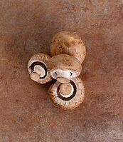 Fungus. Mushrooms on the table [IBR124724835]